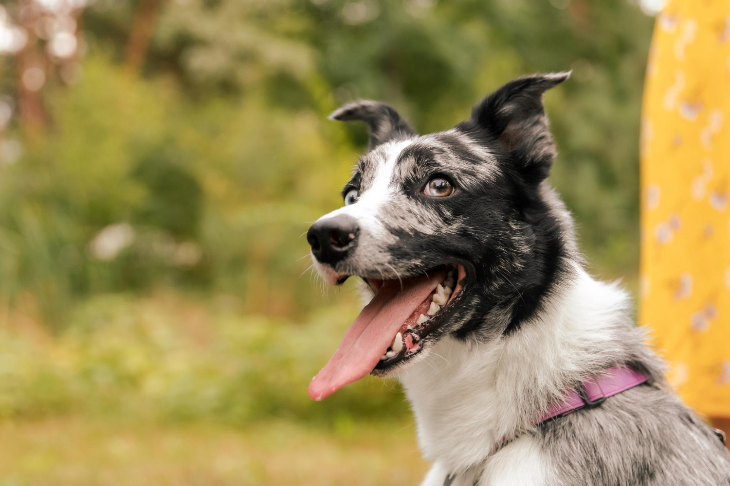 Cane border collie felice al centro cinofilo Nair Academy