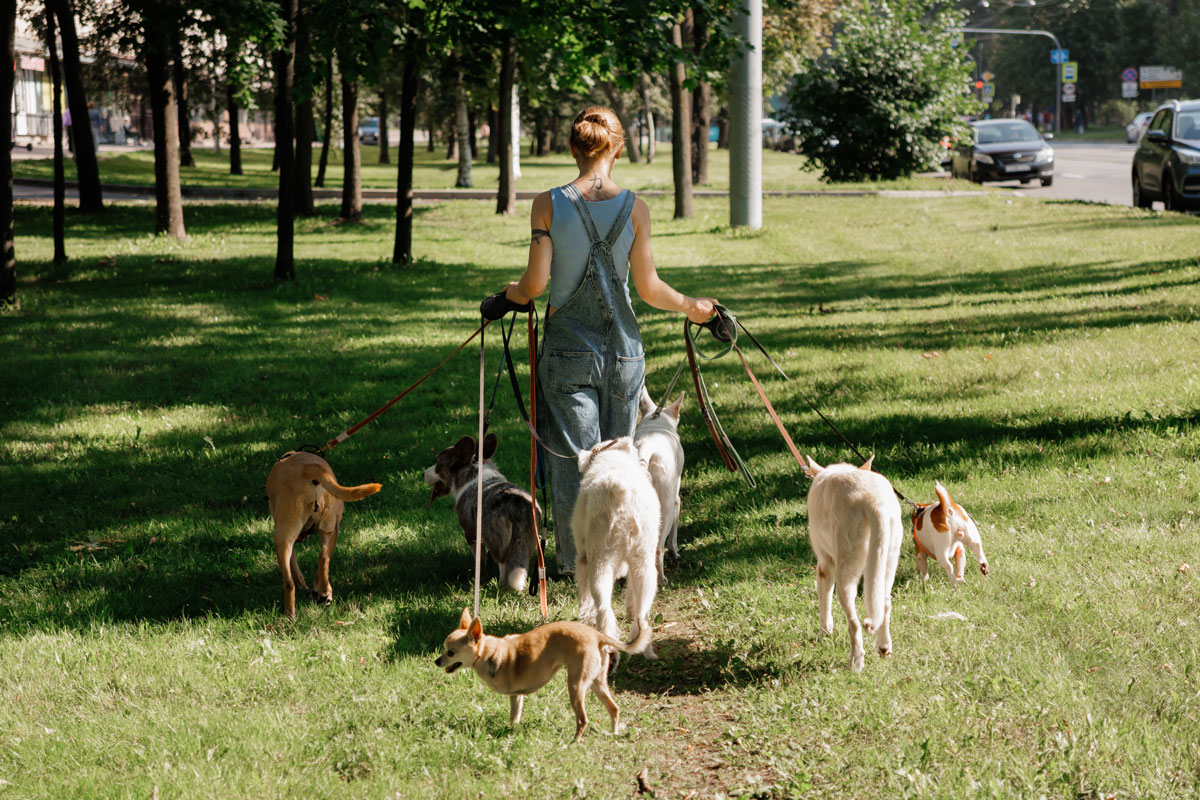 Dog Sitter